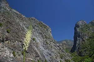 Yuccas: USA, Kings Canyon NP, California - Yucca in flower