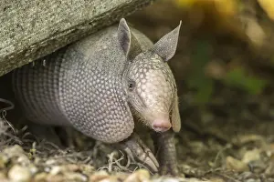 Photographic: USA, Louisiana, Lake Martin. Young nine-banded armadillo