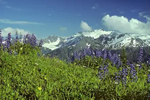 Olympus: USA - Lupins and view of Mount Olympus from High