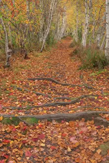 Harbor: USA, Maine, Acadia National Park. Tree roots in