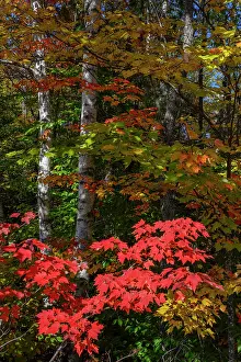 Maine: USA, Maine. Birch trunks and Fall foliage, Katahdin