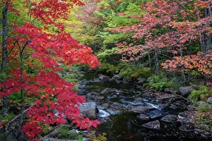 Maine: USA, Maine. Colorful fall foliage along creek near