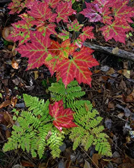 Maine: USA, Maine. Maple leaves and Fern, Baxter State