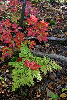 Maine: USA, Maine. Maple leaves and Fern, Baxter State