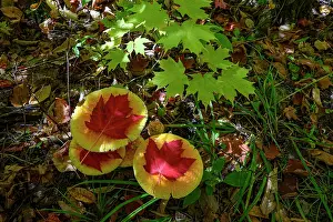 Maine: USA, Maine. Maple leaves and mushrooms, Baxter State