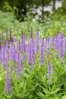 Selective: USA, Maryland, Montgomery County. A meadow