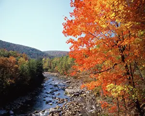 Appalachian: USA, Maryland, Potomac State Forest, North