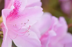 Pistil: USA, Maryland, Wheaton, Brookside Gardens