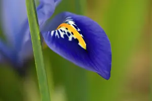 Viola: USA, Maryland, Wheaton, Brookside Gardens