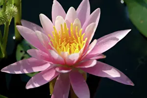 Barrington: USA, Massachusetts, Great Barrington, lily