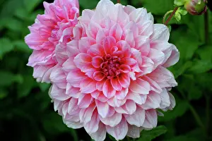 Raindrop: USA, Massachusetts, Shelburne Falls. Pink