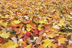 Maple: USA, Michigan, Ottawa National Forest. Close-up of fallen