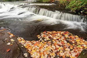 Don Grall: USA, Michigan, Ottawa National Forest. Fallen maple leaves