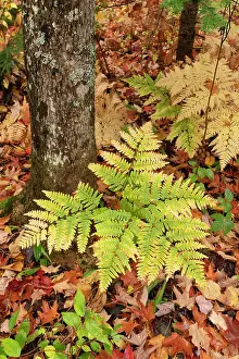 Maple: USA, Michigan, Ottawa National Forest. Bracken fern in