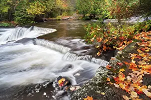 Don Grall: USA, Michigan, Ottawa National Forest. Fallen maple leaves