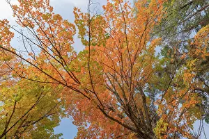 Maple: USA, Michigan, Ottawa National Forest. Scenic of maple