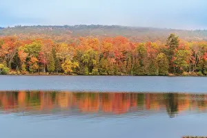 Don Grall: USA, Michigan, Ottawa National Forest. Maple tree forest