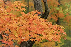 Maple: USA, Michigan, Ottawa National Forest. Close-up of maple
