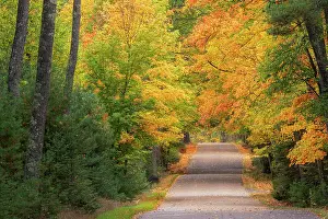 Maple: USA, Michigan, Ottawa National Forest. Road through forest