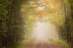 Maple: USA, Michigan, Ottawa National Forest. Road through maple
