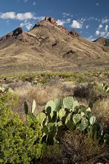 Chihuahuan: USA - Mid-altitude desert - with Sotol and Prickly