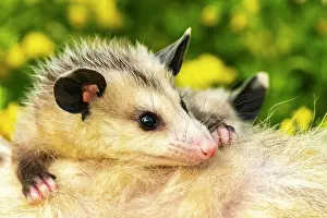 Joey: USA, Minnesota. Captive baby opossum on mother's