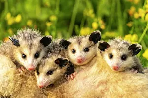 Joey: USA, Minnesota. Captive baby opossums on mother's