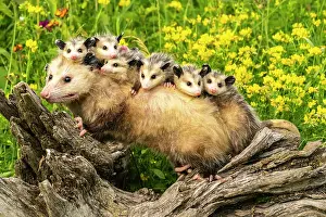 Joey: USA, Minnesota. Captive opossum mother carrying