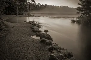 Pine: USA, Minnesota, Itasca State Park, Mississippi Headwaters