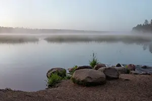 Pine: USA, Minnesota, Itasca State Park, Mississippi Headwaters