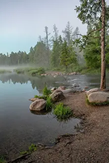 Pine: USA, Minnesota, Itasca State Park, Mississippi Headwaters