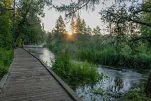 Pine: USA, Minnesota, Itasca State Park, Mississippi Headwaters