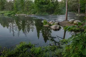 Pine: USA, Minnesota, Itasca State Park, Mississippi Headwaters