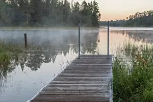 Pine: USA, Minnesota, Itasca State Park, Lake Itasca