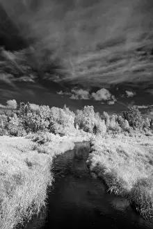 Pine: USA, Minnesota, Mississippi River Headwaters region