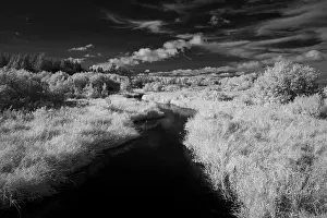 Pine: USA, Minnesota, Mississippi River Headwaters region