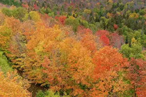 Don Grall: USA, Minnesota, Superior National Forest. Autumn forest