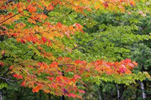 Maple: USA, Minnesota, Superior National Forest. Autumn colors in