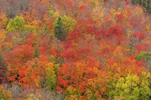 Don Grall: USA, Minnesota, Superior National Forest. Autumn forest