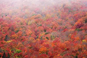 Don Grall: USA, Minnesota, Superior National Forest. Autumn forest