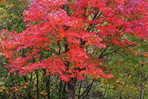Maple: USA, Minnesota, Superior National Forest. Autumn colors in
