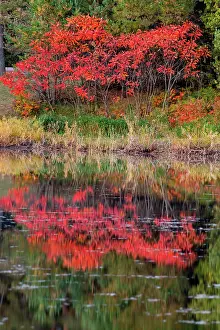 Peter: USA, Minnsota, Duluth, Fall Color