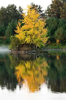 Maple: USA, Minnsota, Duluth, Fall Color