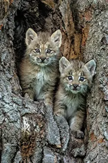 Montana: USA, Montana. Bobcat kittens in tree den