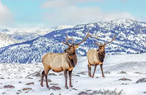Yellowstone: USA, Montana. Yellowstone National Park, elk