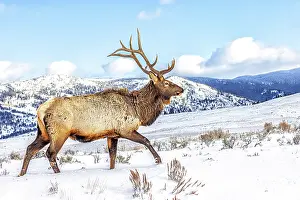 Yellowstone: USA, Montana. Yellowstone National Park, elk