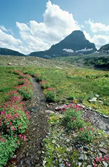 Lewisii: USA - Mount Reynolds & Pink Monkey Flowers (Mimulus