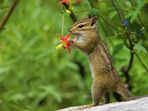 Columbine: USA, Mt. Rainier National Park, Washington