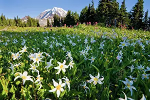 Rainier: USA, Mt. Rainier National Park, Washington