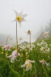 Rainier: USA, Mt. Rainier National Park, Washington